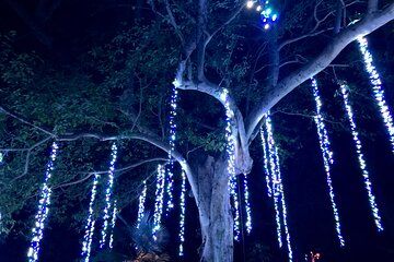 Flamingo Gardens' Garden of Lights