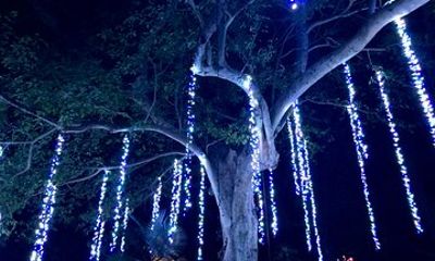 Flamingo Gardens' Garden of Lights