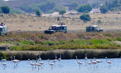 Half-Day Nature Safari in the Algarve