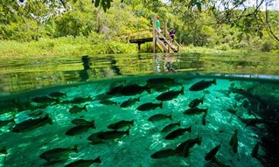 Crystal Clear Adventure: Floating Through the Sucuri River