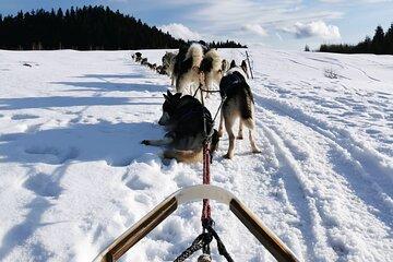 1.5-Hour Private Dog Sledding Tour in Harghita County