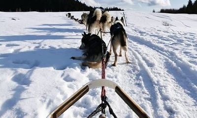 1.5-Hour Private Dog Sledding Tour in Harghita County