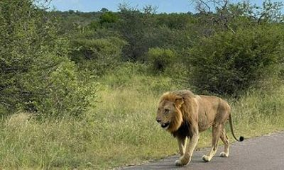 Kruger 2 Days Safari from Nelspruit