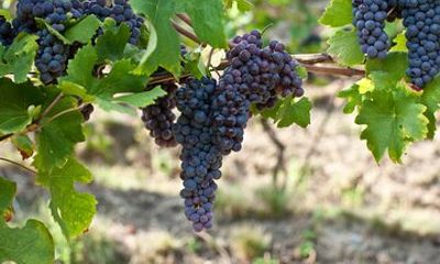 Organic Farms and Natural Wines Private Tour in Valtellina