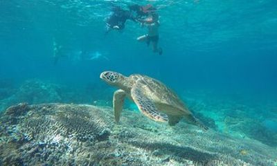 Apo Island Day Tour from Dumaguete with Lunch & Transfer