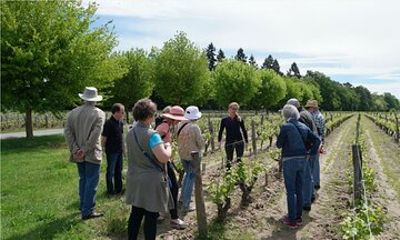 Loire Valley Wines Private Day Tour with Tastings from Tours or Amboise