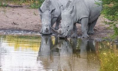 1 Night Madikwe Game Reserve