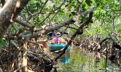Florida Key: Mangroves & Manatees Eco Tour for Kayak Beginners