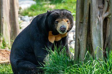 Day Trip Sepilok Orang Utan & Bornean Sun Bear (Flight Excluded)