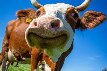 Aravis Massif and visit to Chamonix