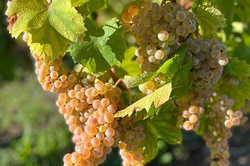 Wine Tour with private driver from Chamonix