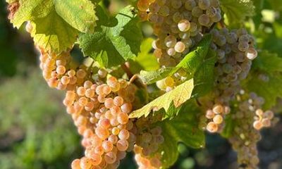 Wine Tour with private driver from Chamonix