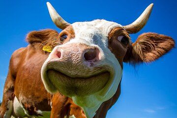 Day Trip Annecy and Aravis from Chamonix