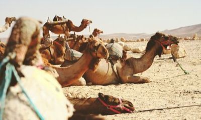 Travel To Jericho & Jordan River Half Day Self Guided Tour