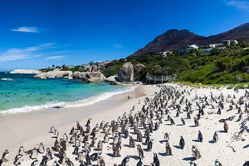 Full Day Private Cape Peninsula All Inclusive Tour