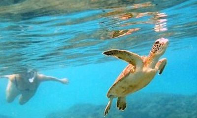 Private Rincon Snorkeling Adventure