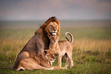 3 Days 2 Nights Maasai Mara Joining Safari Tour