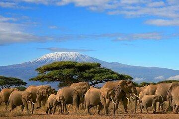 Private Day Tour to Amboseli National Park