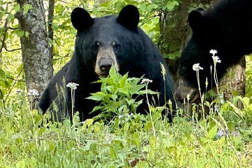 Private Boutique Blue Ridge Parkway Full Day Tour