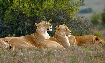 4 Day Garden Route and Botlierskop Game Reserve Tour