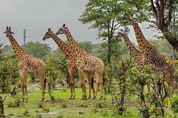 Half Day Tala Game Reserve and Phezulu Safari from Durban