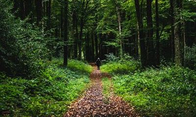 Courtown Woodland Guided Tour