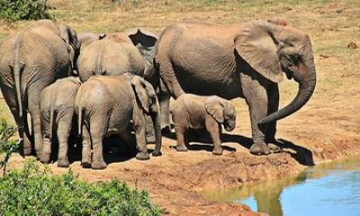 Half Day Safari Hluhluwe Imfolozi Game Reserve from Richards Bay