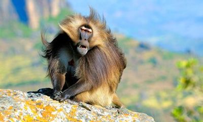 4 Days Trekking to Simien Mountain National Park