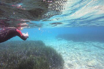 Try Snorkeling in the Sea with the Blue Dolphin Team
