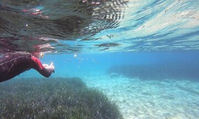 Try Snorkeling in the Sea with the Blue Dolphin Team