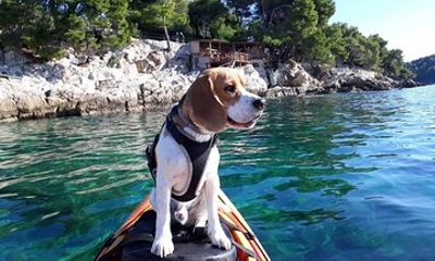 Zen Morning Kayak Tour with Mario