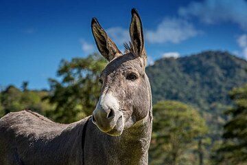Entrance Ticket to the Farm of Hacienda Orosi
