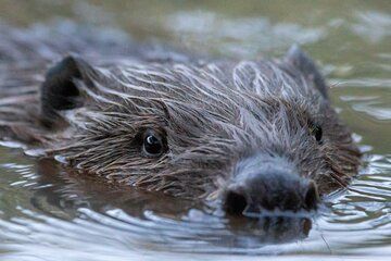 Beaver safari and the magic of Hortobágy