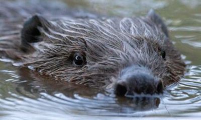 Beaver safari and the magic of Hortobágy