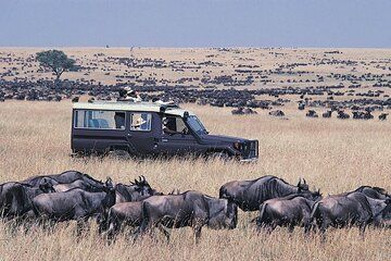 14 Days Kenya Wildlfe Safari and Beach Holiday
