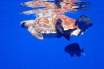 Private Seafari Boat Trip : Full Day