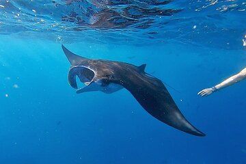 Day Tour and Snorkeling With Manta Rays to Lembongan From Bali