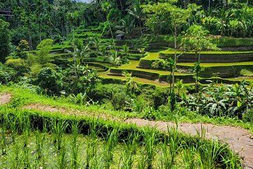 Ubud Car Hire With Driver : Customize Your Trip in Ubud Area