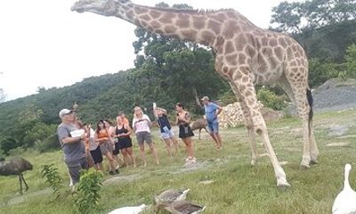 Private Beach Lodge and Giraffe Interaction for Cruise ship Guest