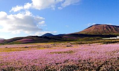 Customized Private Tours of Lanzarote island