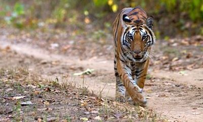 11 Days Private wildlife safari tour central India