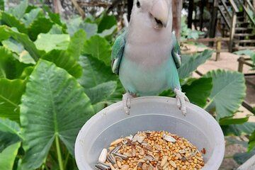 Silverline Dual Delight Tours