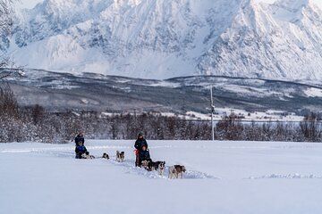 Husky Experience and Dog Sled Driving