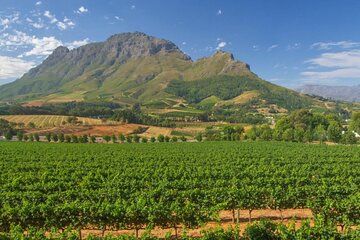 Full Day Winelands Tour