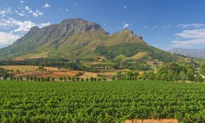 Full Day Winelands Tour