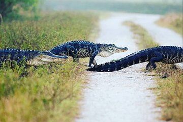 Private Everglades Tour: Explore the Beauty of the Everglades