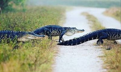 Private Everglades Tour: Explore the Beauty of the Everglades