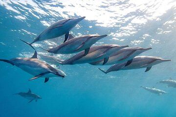 Dolphin Encounters and Private Southwest of Mauritius Full day