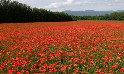 Full Day Private Tour from Avignon