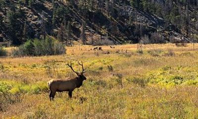 Fall Private Elk Rut Rocky Mountain National Park Tour